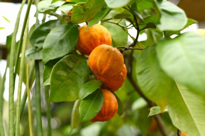 Náhražky limetkové šťávy hořkých pomerančů