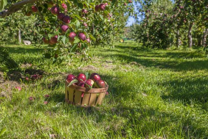 Problémy s pěstováním jabloní