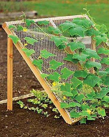 Postavte mřížku pro pěstování okurek a zastínění jiné rostliny
