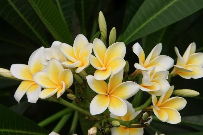 Plumeria květ bílý a žlutý