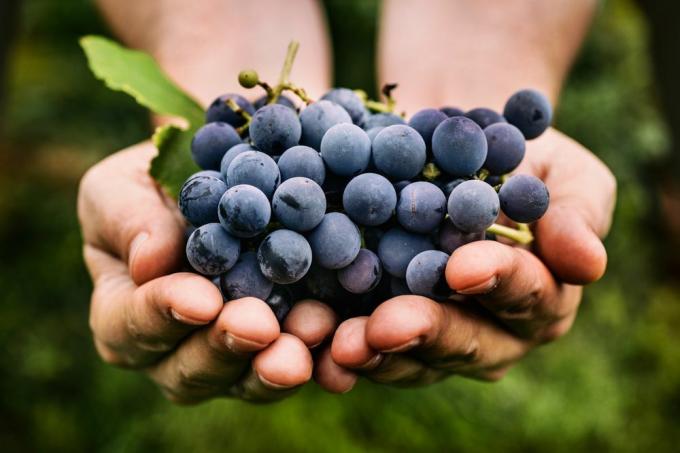 Milliseid viinamarju on kõige parem süüa