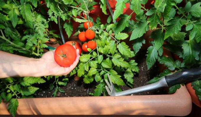 Probleemid tomatite kasvatamisel
