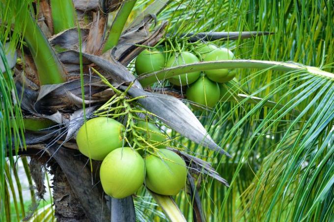k čemu kokosové palmy použít