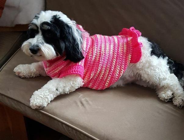 Malý čiernobiely nadýchaný psík odpočívajúci na gauči v ružovom háčkovanom volánovom svetri