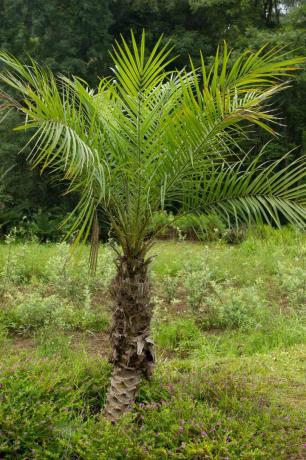 Palmové odrůdy datlovníku trpasličího
