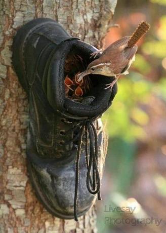 Vogelhuisje voor oude schoenen