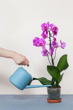Problémy s orchidejemi požadavky na zimní orchideje