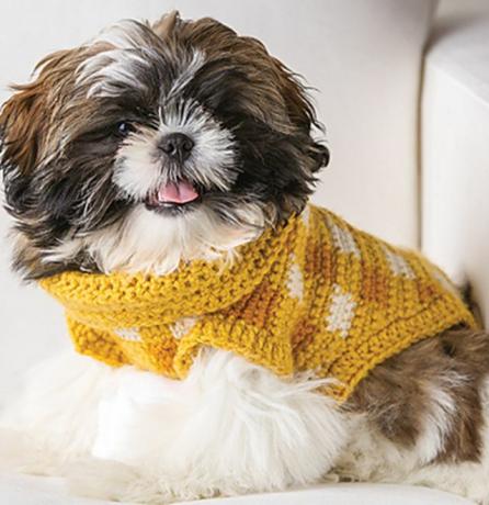 Cachorro fofo com um suéter de lã amarelo