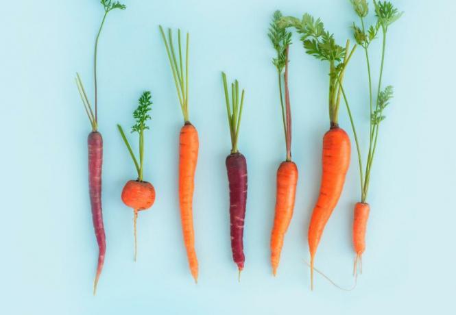 Tipi di carote (1)