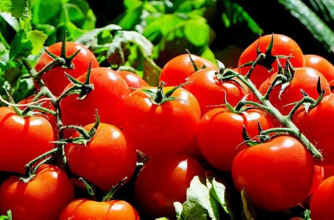Küpsed tomatid
