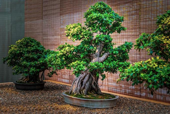 Problemi di irrigazione degli alberi bonsai