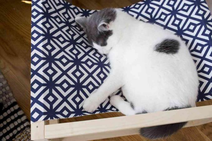 Katze schläft in Katzenhängematte