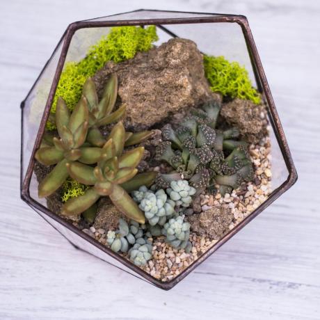 Mini jardín de suculentas en jarrón de cristal