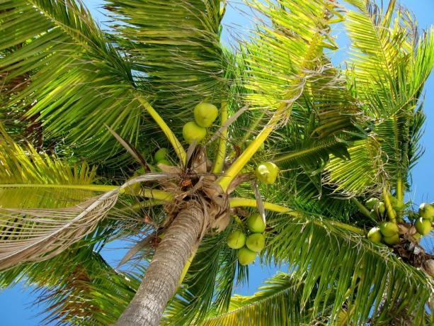 péče o kokosové palmy