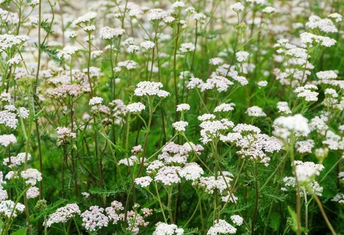 achillea