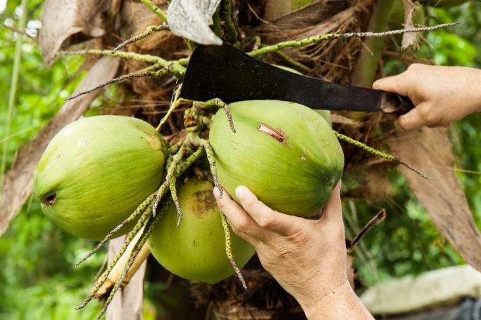 tipy na sklizeň kokosu