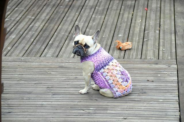 Buldogue francês com um suéter de crochê colorido sentado em um deck
