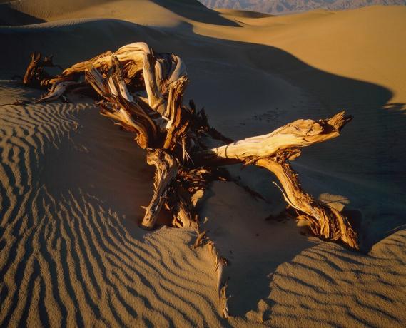 Árbol de mezquite muerto en las dunas