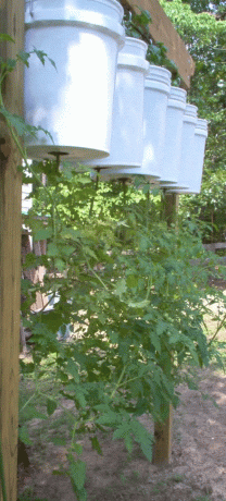Κήπος ντομάτας κατά της βαρύτητας