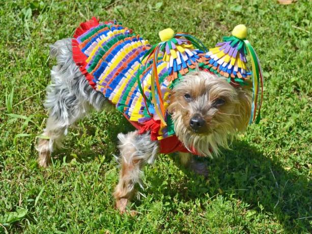 Déguisement de chien pinata en feutre