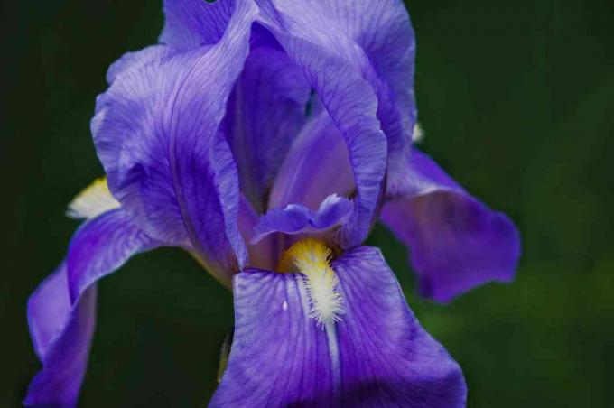 iris morado