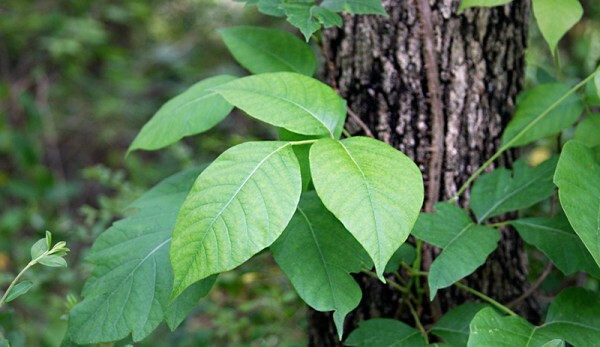 Poison Ivy natuurlijke onkruidverdelger