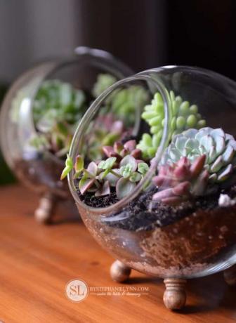 DIY glasglobterrarium