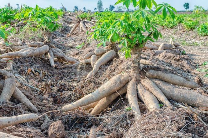 Maniokk hoolitseb manioki kasvatamise eest