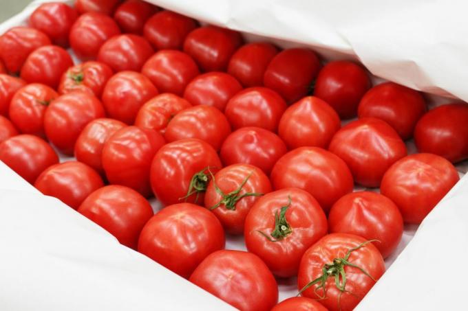 Bekukan tomat segar di atas nampan