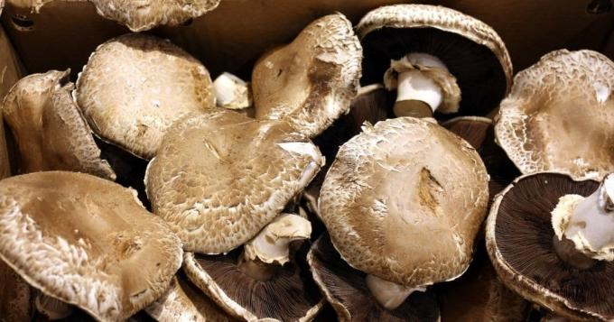 Velké houby
