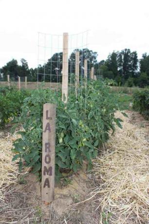 Gaiola de tomate: híbrido de suporte