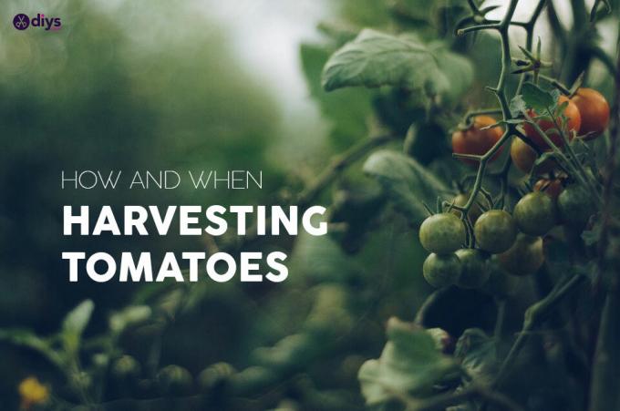 トマトを選ぶ時期-トマトの収穫