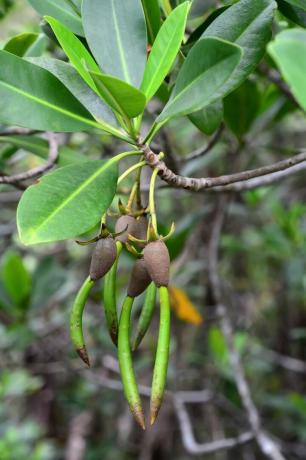 albero di mangrovie