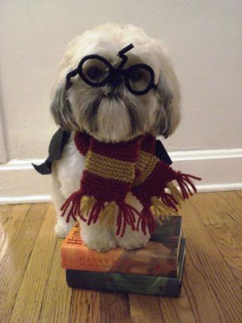 chiot harry potter