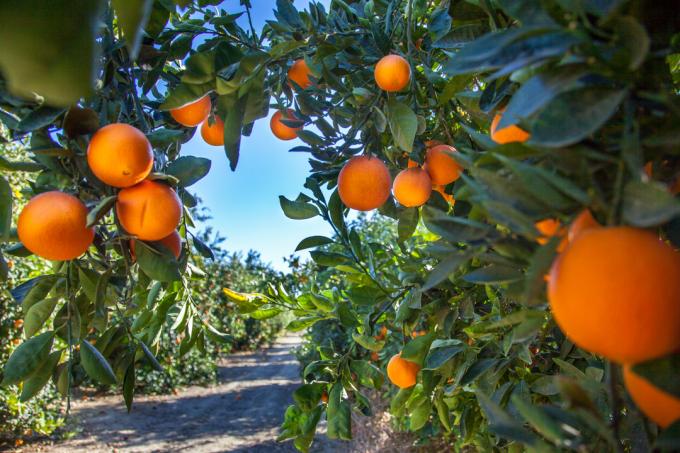 Apelsiniistandus Californias USAs