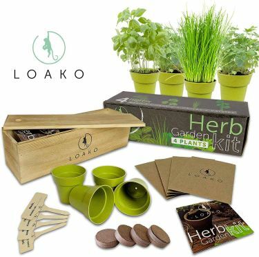 Kit kebun herbal dalam ruangan Loaka