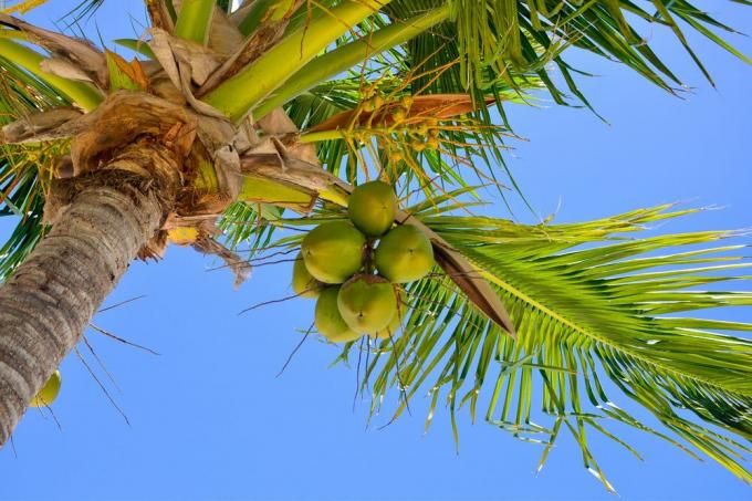 ココナッツの木のお手入れのヒント