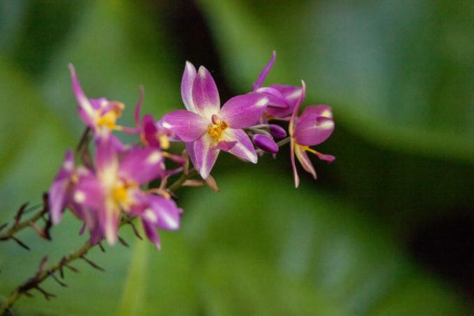 Odrůdy orchidejí calopogon orchideje