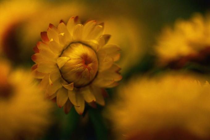 Крупный план Helichrysum var. хелибраэль (соломоцвет), июнь
