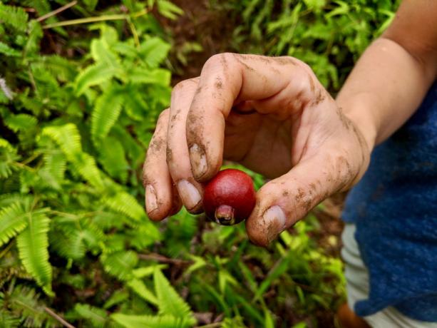 Aardbeien guave