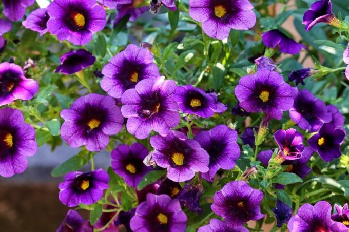 Petunia planter farver