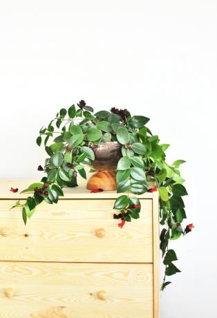 Heb je een unieke plantenbak nodig om je planten te huisvesten, kijk dan niet verder, leer hoe je er een kunt maken met slechts twee kommen, nog een andere stijlvolle IKEA-hack die je niet mag missen