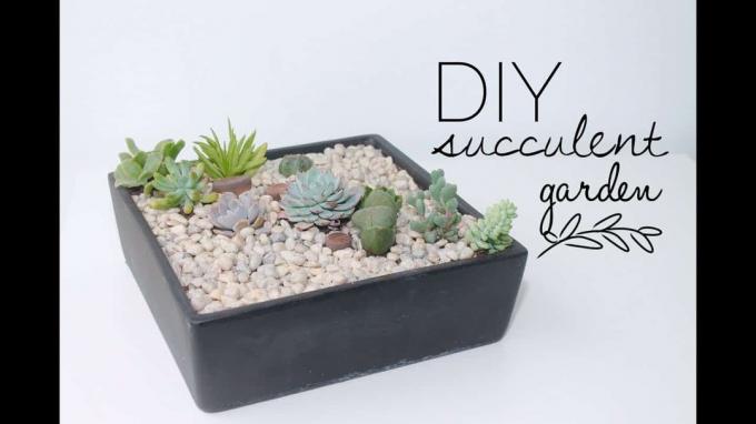 Miniatur-Rock-Succulent-Garten