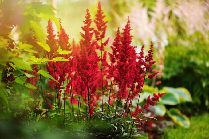 Mosehave astilbe
