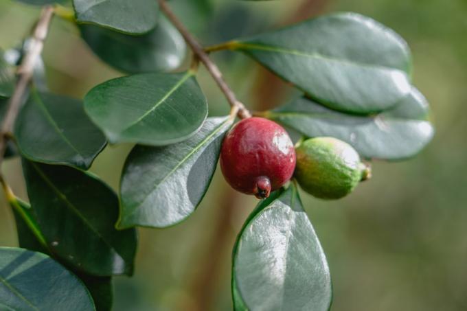 çilekli guava