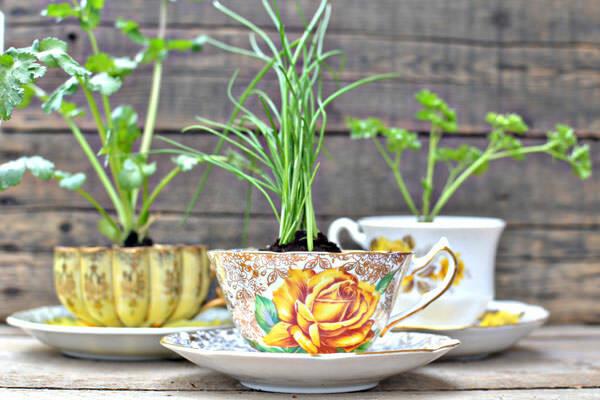 ჩაის ჭიქა-ბალახი-წვრილმანი ბაღი