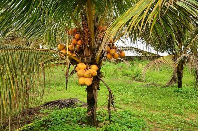 बौना नारियल का पेड़