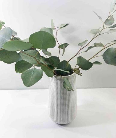 Eukalyptus i en hvit vase