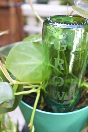„Diy“ stiklu išgraviruotas augalų laistymo butelis