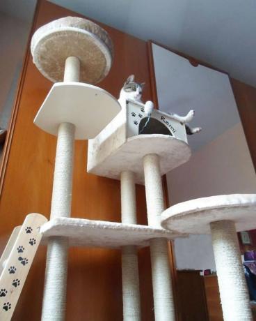 Árvore de gato alta com uma casa de gato
